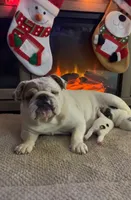 Lola AKC, a female English Bulldog for sale in Pensacola, FL – Photo 5 of 10