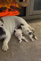 Lola AKC, a female English Bulldog for sale in Pensacola, FL – Photo 4 of 10