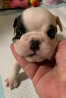 Lola AKC, a female English Bulldog for sale in Pensacola, FL – Photo 3 of 10