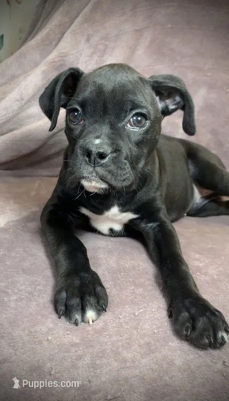 Sasha AKC  – Boxer puppy for sale in Milton, FL
