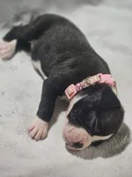 Daisy AKC , a female Boxer for sale in Milton, FL – 3 of 8