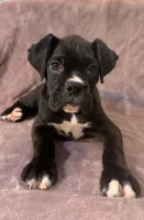 Sold, a male Boxer for sale in Milton, FL – 7 of 9