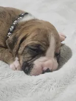 Buster AKC , a male Boxer for sale in Milton, FL – 1 of 10