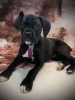 SASHA AKC , a female Boxer for sale in Pensacola, FL – Photo 4 of 5
