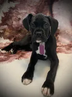 SASHA AKC , a female Boxer for sale in Pensacola, FL – Photo 2 of 5