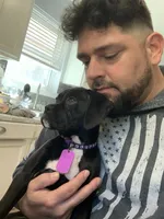 SASHA AKC , a female Boxer for sale in Pensacola, FL – Photo 3 of 5