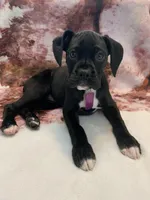 SASHA AKC , a female Boxer for sale in Pensacola, FL – Photo 5 of 5