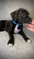 Baxter AKC , a male Boxer for sale in Milton, FL – 2 of 7