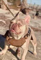Lola AKC, a female French Bulldog for sale in Milton, FL – 3 of 5