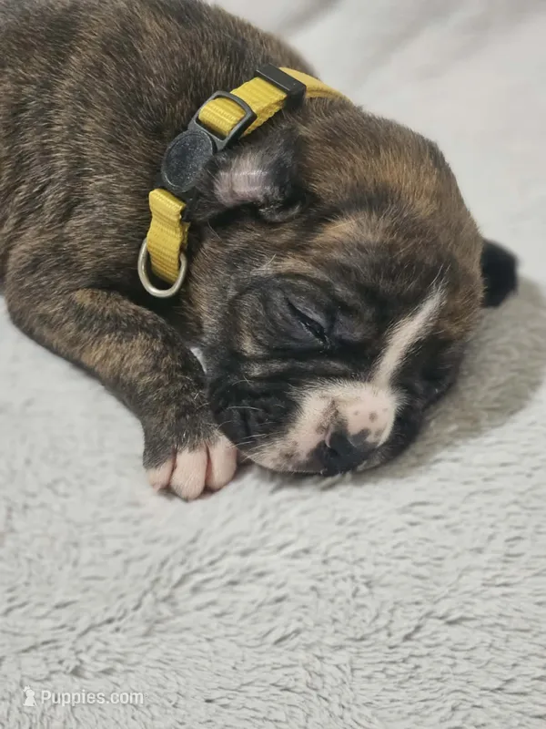 Macy AKC  – Boxer puppy for sale in Milton, FL