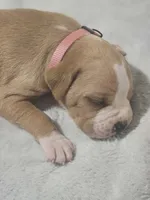 Flashy fawn girl 2 , a female Boxer for sale in Milton, FL – 5 of 6