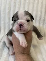 Lizzie AKC , a female English Bulldog for sale in Milton, FL – 6 of 7
