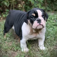 Bud, a male English Bulldog for sale in Milton, FL – Photo 2 of 2