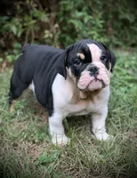 processed/4b3524ec-e84f-4be6-b8af-b70e15ace846/listing/1feb9a53-663c-4db2-beda-11e8ff95202c/d7e2f3e0-4d86-4a26-98f1-c47ff7e3a3d0