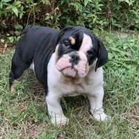 Bud, a male English Bulldog for sale in Milton, FL – Photo 1 of 2