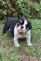 processed/4b3524ec-e84f-4be6-b8af-b70e15ace846/listing/1feb9a53-663c-4db2-beda-11e8ff95202c/db87308e-6913-4b0c-a2c0-b3312cc86426