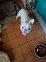 Lola AKC, a female French Bulldog for sale in Milton, FL – 2 of 5