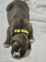 Macy AKC , a female Boxer for sale in Milton, FL – 8 of 10