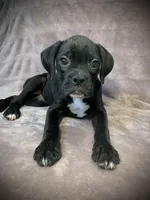 Sasha AKC , a female Boxer for sale in Milton, FL – 1 of 5
