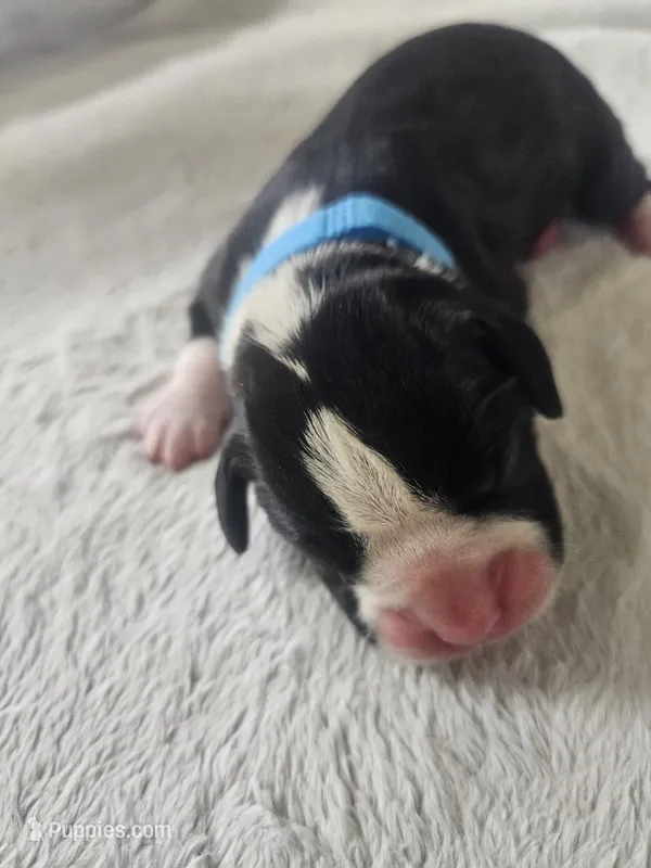Light Blue collar  – Boxer puppy for sale in Milton, FL