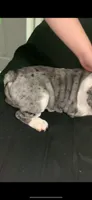 Lizzie AKC , a female English Bulldog for sale in Milton, FL – 4 of 7