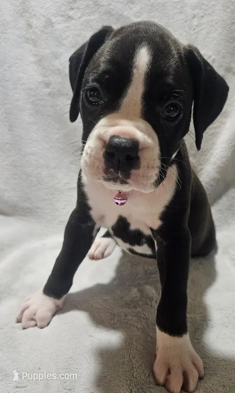 Daisy AKC  – Boxer puppy for sale in Milton, FL