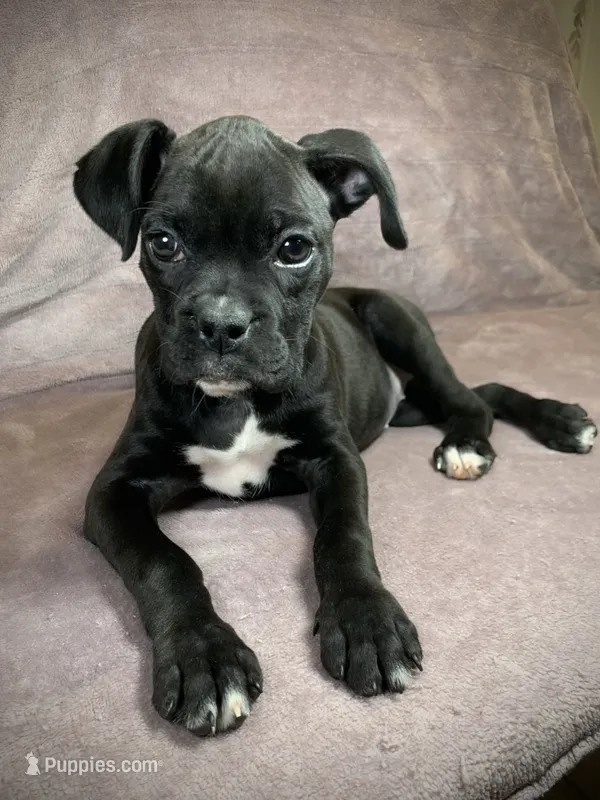 Akc Girl 💕 – Boxer puppy for sale in Milton, FL