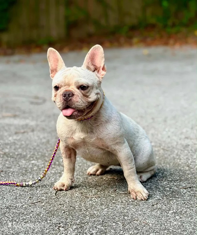 Lola AKC – French Bulldog puppy for sale in Milton, FL