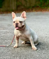 Lola AKC, a female French Bulldog for sale in Milton, FL – 1 of 5