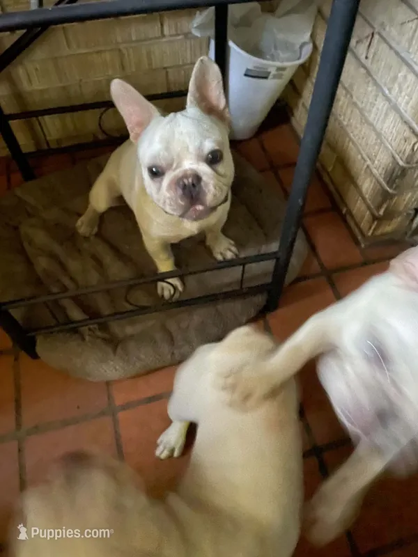 Lola AKC – French Bulldog puppy for sale in Milton, FL