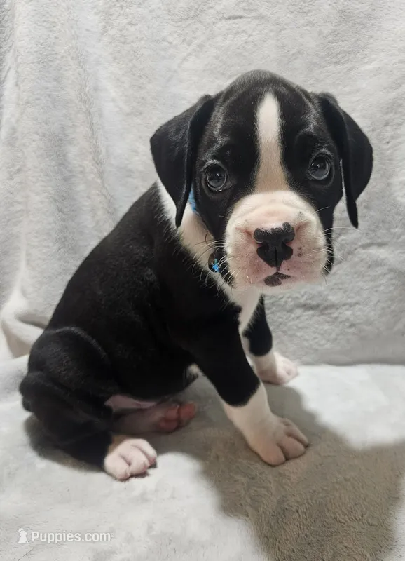 Dax AKC  – Boxer puppy for sale in Milton, FL