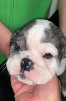 Lizzie AKC , a female English Bulldog for sale in Milton, FL – 3 of 7