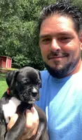 Abby AKC , a female Boxer for sale in Milton, FL – 3 of 4