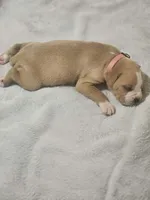Flashy fawn girl 2 , a female Boxer for sale in Milton, FL – 4 of 6