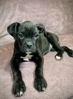 Sasha AKC , a female Boxer for sale in Milton, FL – 2 of 5