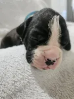 Dax AKC , a male Boxer for sale in Milton, FL – 2 of 10