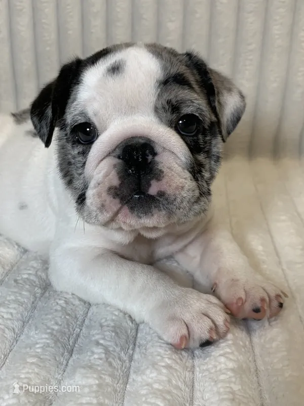 Missy AKC  – English Bulldog puppy for sale in Milton, FL