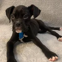 Male 3 AKC , a male Boxer for sale in Milton, FL – Photo 2 of 3