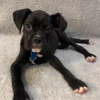 Male 3 AKC , a male Boxer for sale in Milton, FL – Photo 3 of 3