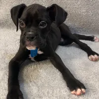 Male 3 AKC , a male Boxer for sale in Milton, FL – Photo 1 of 3