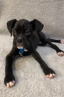 Male 3 AKC , a male Boxer for sale in Pensacola, FL – Photo 1 of 3