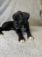 Baxter AKC , a male Boxer for sale in Milton, FL – 5 of 7