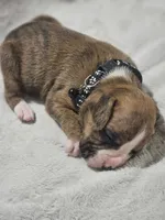 Buster AKC , a male Boxer for sale in Milton, FL – 5 of 10