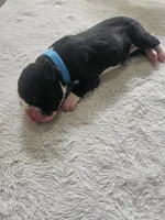 Light Blue collar , a male Boxer for sale in Milton, FL – 2 of 6
