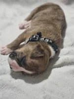 Buster AKC , a male Boxer for sale in Milton, FL – 9 of 10