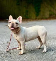 Lola AKC, a female French Bulldog for sale in Milton, FL – 2 of 5
