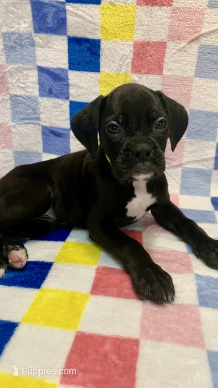 Abby AKC , a female Boxer for sale in Milton, FL – 1 of 4