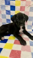 Abby AKC , a female Boxer for sale in Milton, FL – 1 of 4
