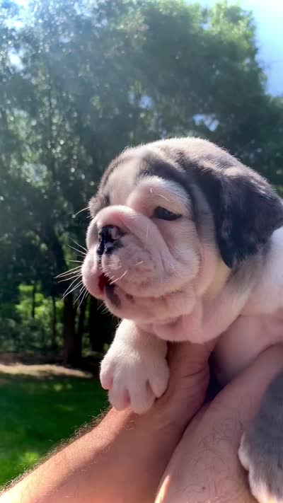 Lizzie AKC , a female English Bulldog for sale in Milton, FL – 7 of 7