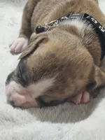Buster AKC , a male Boxer for sale in Milton, FL – 10 of 10
